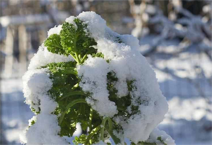 尚干閩菜課堂十四期｜大雪時(shí)節(jié)冬漸濃，何不來道雪里紅？