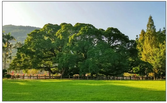 閩都文化一期丨誰說獨(dú)木不成林？